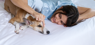 pet_hair_repelelent_collection_2_fc38d1ea-dc6e-4b45-a2ef-6b51191f964c.png